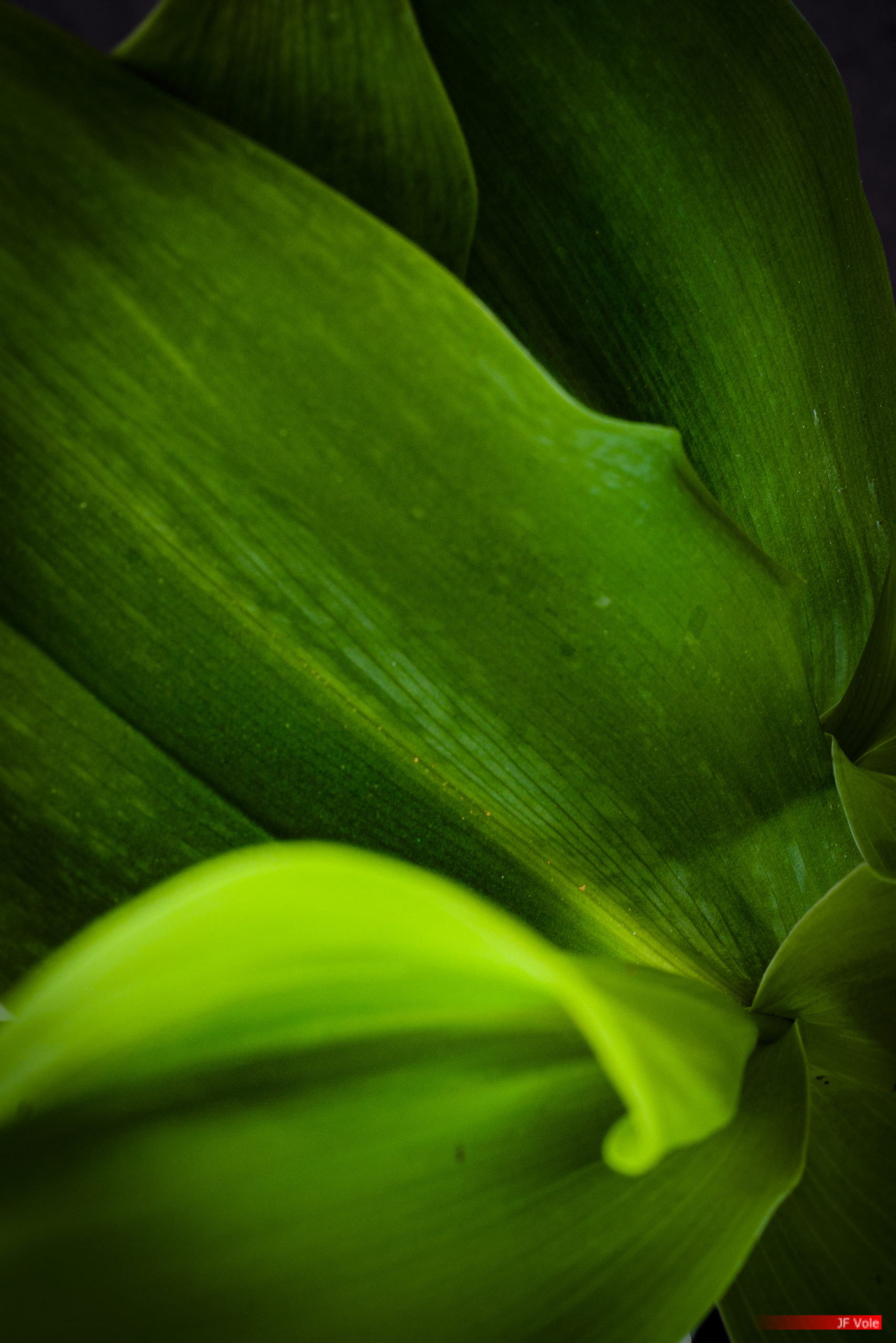 Lily of the valley at home studio, Marseille, may 2021.